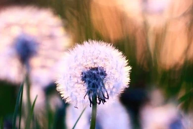 iPhone 5 Nature HD Wallpapers 9   Wallpapersmobile.net