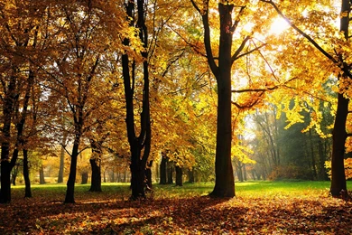 AUTUMN BACKGROUND WALLPAPER   (