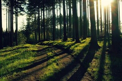 Forest Path HD Wallpapers