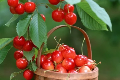 Free Wallpapers   Free Photography Wallpapers   Cherry Wallpapers ...