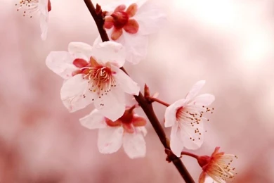 Cherry Blossom HD Desktop Wallpapers : High Definition : Fullscreen ...