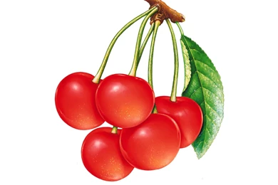 Cherry Wallpapers   Fruit Wallpapers