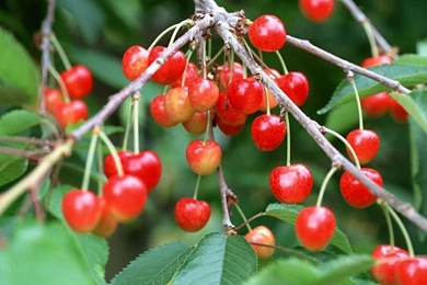 Beautiful Cherry Wallpapers 1920x1080 Wallpapers, 1920x1080 ...