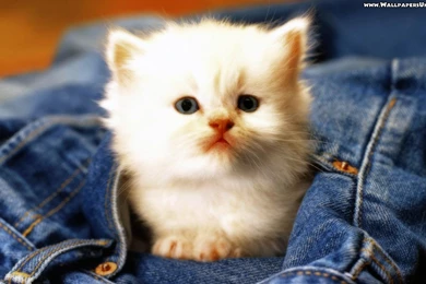 Funny Cute Kitten Wallpapers Desktop Backgrounds 1920x1080px