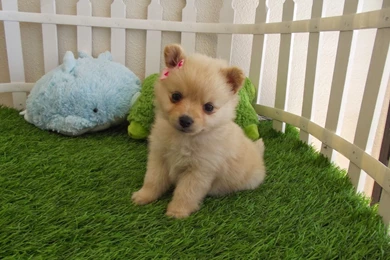 Cute Puppies Wallpapers Hd 19 Free Wallpapers   Hivewallpaper.com