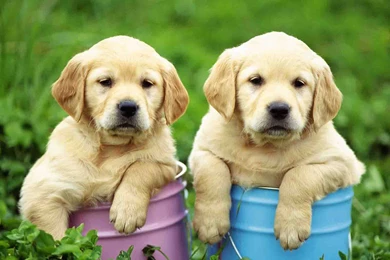 Cute Puppies Wallpapers HD