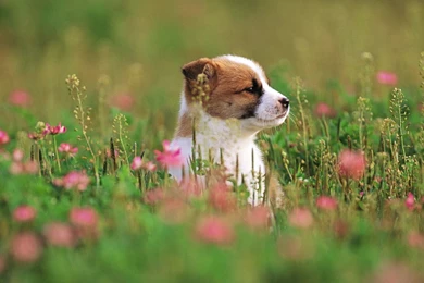 Small Dog Desktop Wallpaper, Small Dog Images, New Wallpapers