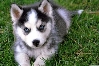 Cute Husky Puppy HD Desktop Wallpapers : High Definition ...