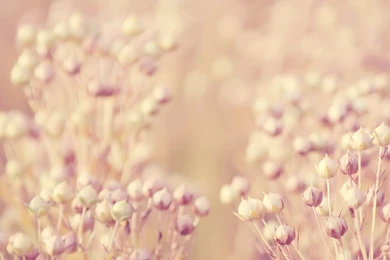 Vintage Flower Images And Wallpapers Download