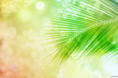 Free Wallpapers   Free Nature Wallpapers   Cg Seasons Spring Summer ...