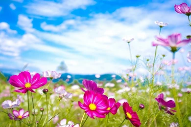 Summer flowers wallpaper.jpg