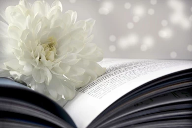 182 Book HD Wallpapers