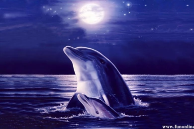 Dolphin Wallpapers Quotes. QuotesGram