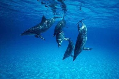 Magnificent Dolphin Wallpapers