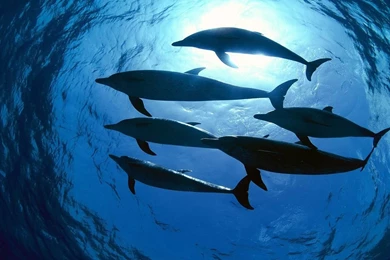 Top Download Dolphin Universe Fantasy Images For Pinterest