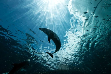 Dolphin Wallpaper Images Gallery Desktop