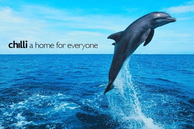Free Dolphin Pictures   Widescreen HD Wallpapers