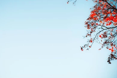 Red Tree Against A Blue Sky HD Desktop Wallpapers : High Definition ...