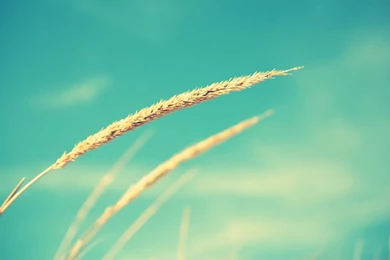 1280x800 Wheat And Blue Sky Desktop PC And Mac Wallpapers