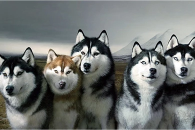 Husky Wallpapers High Resolution And Quality Download