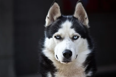 140 Husky HD Wallpapers