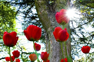 30 Amazing Free HD Flower Wallpapers