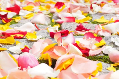 Flowers Wallpapers   Page 1   HD Wallpapers