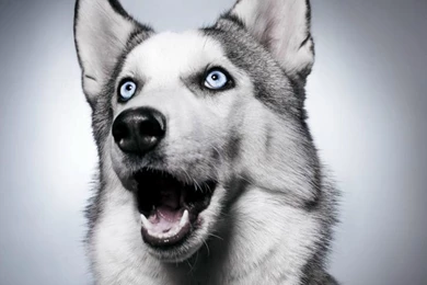 6847856 husky wallpaperTechBeasts