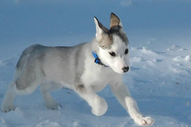 YouWall   Husky Wallpapers   Wallpaper,wallpapers,free Wallpapers ...