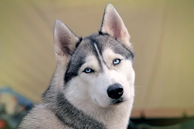 HUSKY WALLPAPER WALF1159