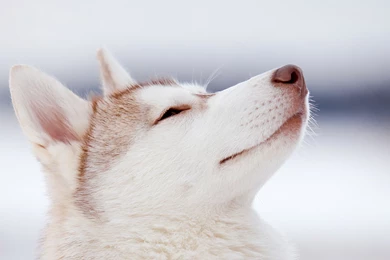Husky Computer Wallpapers, Desktop Backgrounds