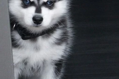 Siberian Husky Wallpapers   Android Apps And Tests   AndroidPIT