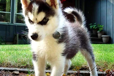 HUSKY WALLPAPER WALF1154