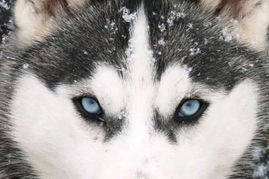 Red Siberian Husky Wallpapers — Siberian Huskies