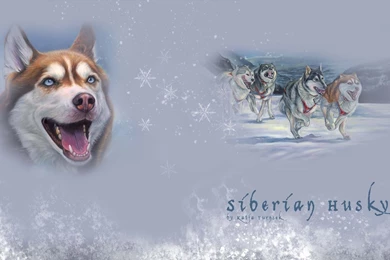 Siberian Husky Wallpapers HD Download