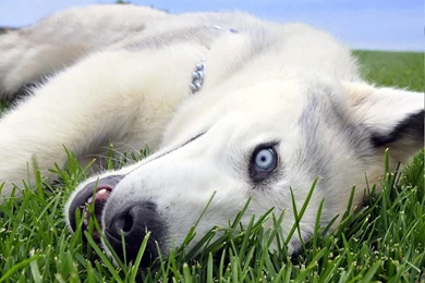 PUPPIES HUSKY WALLPAPER WALF1038