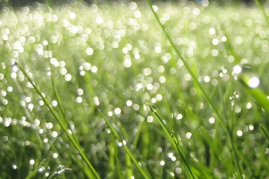 Fresh Grass iPad Wallpapers Download