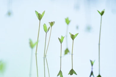 Summer Greeny   Fresh Green Leaves Photos1920*1080第30 Desktop ...