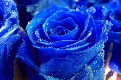 Blue Roses Wallpapers   Crazy Frankenstein