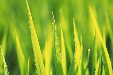 Summer Greeny   Fresh Green Leaves Photos1920*1080第8 Desktop ...