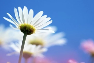 Bright White Flower Android Wallpapers 960x854 Hd Wallpapers ...