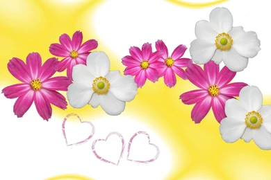 Pictures Of Flowers To Download   All Wallpapers New