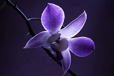 Natural Photos Of Flowers And Wallpapers Download