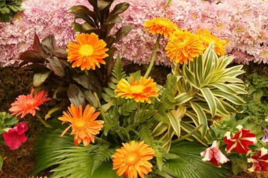 All Flowers Wallpapers   HD Wallpapers Pretty