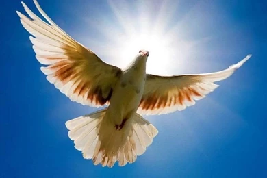 Free Mobile Wallpapers_mobile Wallpaper_download Free Wallpapers