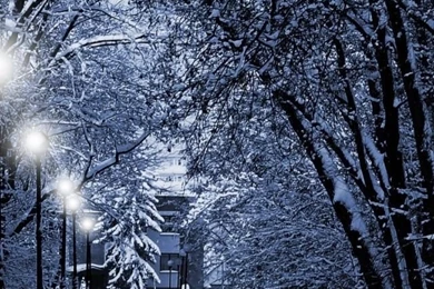 640x1136 Winter Trees Lamps & Way Iphone 5 Wallpapers