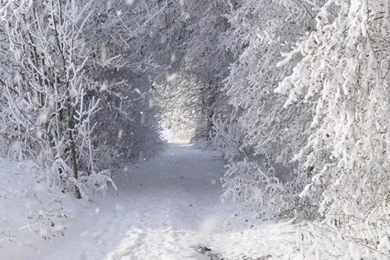 640x1136 Solid Winter Forest & Road Iphone 5 Wallpapers