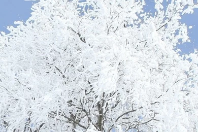 Wallpapers Weekends: Frosty Natured Christmas For iPhone 5