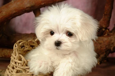 Puppy Wallpapers — Free Full HD Wallpaper. Widescreen HQ Desktop ...