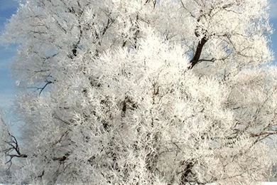 640x1136 Wallpapers Winter Tree On A Cold Winter Day iPhone 5 Wallpapers